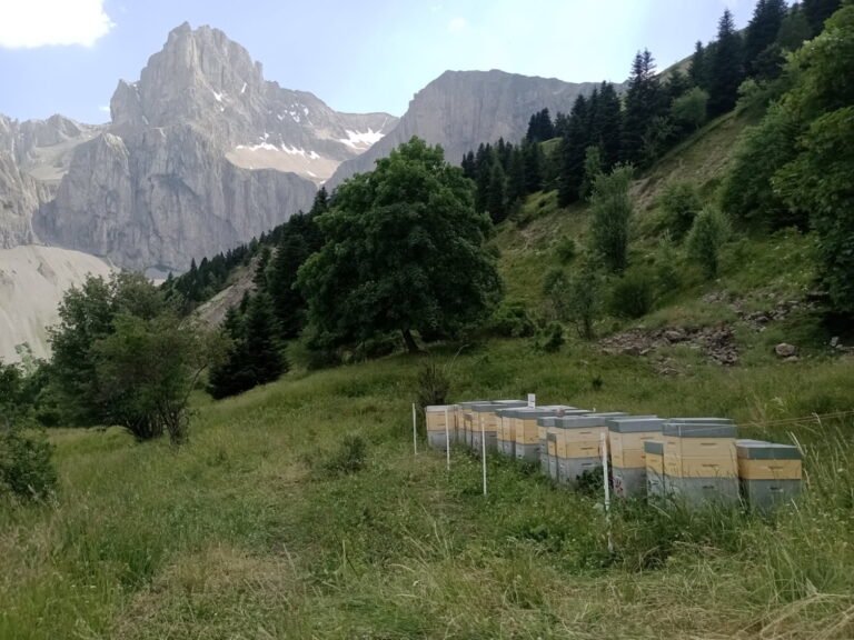 Rucher Haute montagne