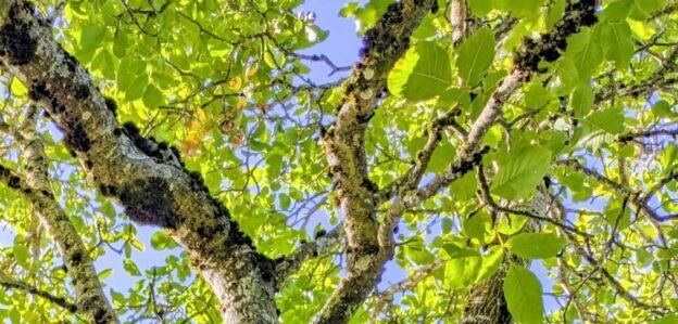 Les Petites Foutreries