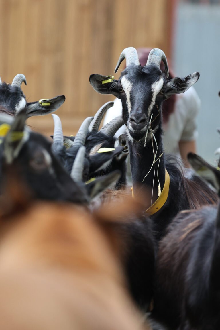 inbound7462013543089892522 768x1152