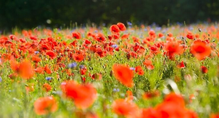 nous voulons des coquelicots 925 768x415