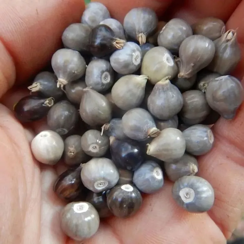 Graines de Larme de Job