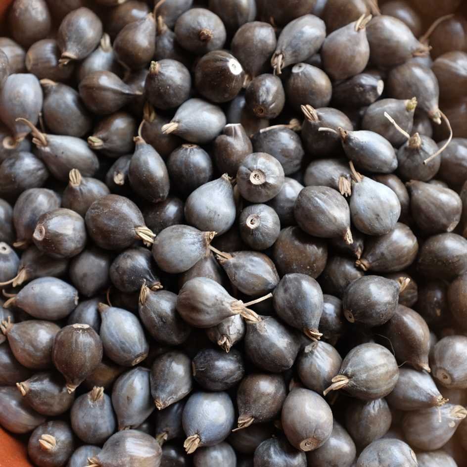 Graines de Larme de Job – Image 2