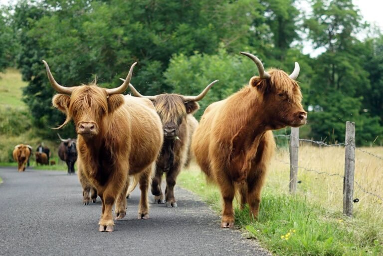 220115784 154503563448883 400629134349418524 n 768x513