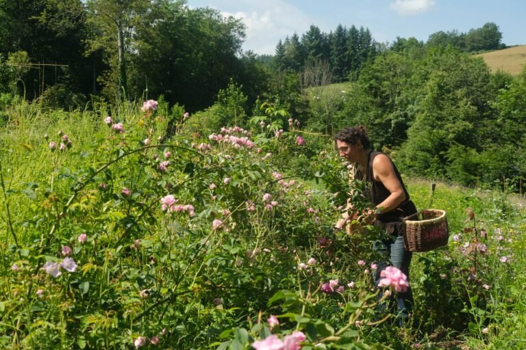 récolte de la rose de Damas récolte de la rose de Damas