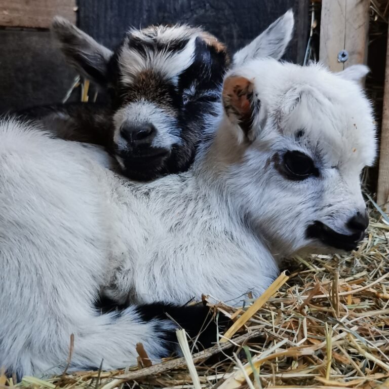 inbound3448959402705124234 768x768