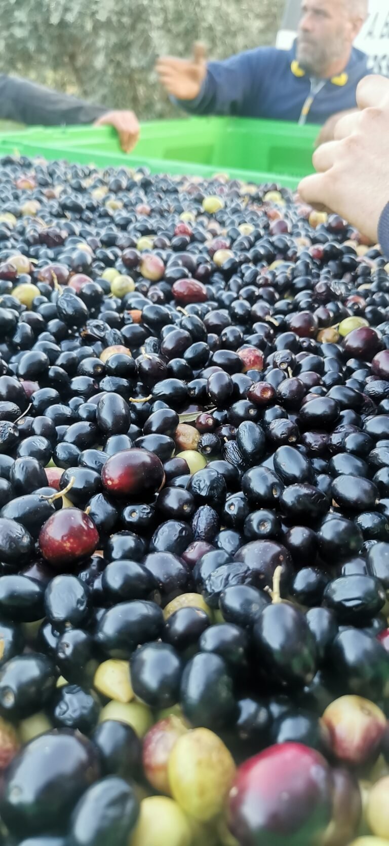 inbound4335466378912025549 768x1668